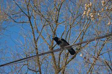 crow eats breakfast sitting on the wires
