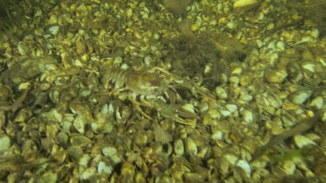 Close-up of the Crayfish walks forward along the bottom with covered Zebra mussels molluscs (Dreissena polymorpha) approaching the camera