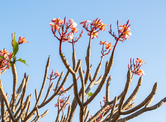 red and yellow flowers