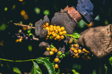 Plantação, Colheita e Secagem de Café