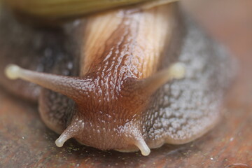 Close up pond head snail (Achatina fulica)