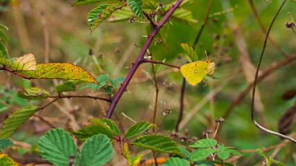 Vue rapprochée sur un papillon jaune, posé sur une branche de ronce