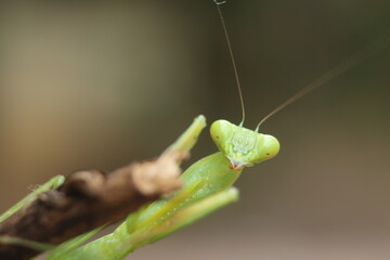 Close up green praying mantis(Mantodea)