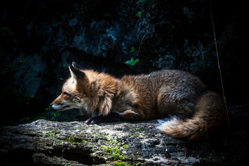 portrait shot of a red fox in captivity in a zoo.