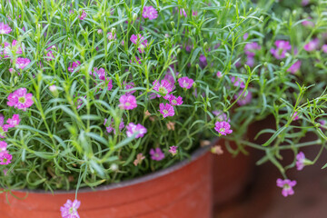 Blooming cone stone flower and green leaves，Gypsophila paniculata