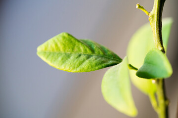 Macro shot of plant leaf