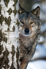 Obraz premium Portrait of an adult wolf peeking out from behind a birch in the winter forest
