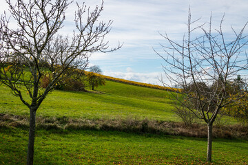 Obraz premium tree in the field