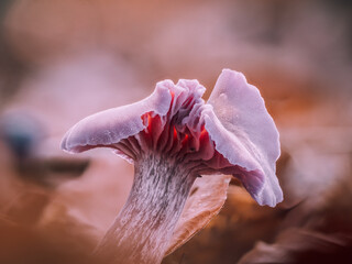Ein einzelner violetter Pilz steht zwischen Laubblättern im Wald. Blick auf die Lamellen von denen ein rotes leuchten ausgeht.