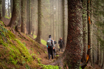 Obraz premium walk in the woods