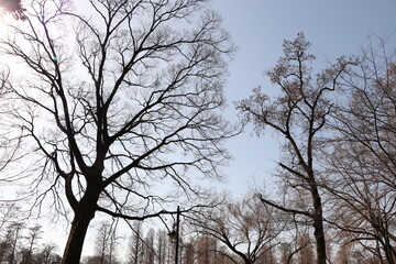 Fototapeta premium 森の声