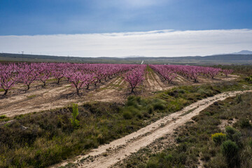Fototapeta na wymiar Peach blossom in Jumilla in the Murcia region in Spain