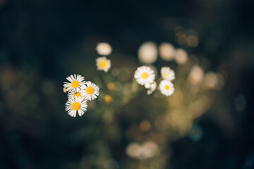 Lente bos witte bloemen daises op een donkergroene achtergrond macro. Floral aard achtergrond, 3D wazig ondiepe diepte artistieke afbeelding. Vreedzaam zomers bloemenblad, zacht zonlicht. Inspirerend