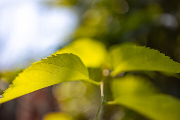 Tree branch with green leaves on sunny day. Springtime nature, ecology blur
