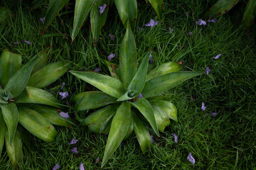 Obraz premium Top view of green bromeliads and purple flowers, with grass background