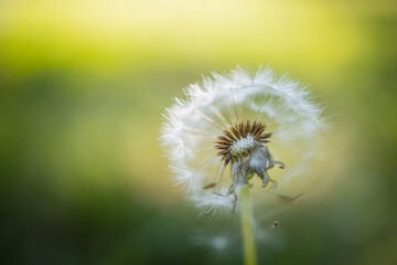 Closeup of dandelion on natural background, artistic nature closeup. Spring summer floral plant background on blurred meadow field view. Sunny pastel colors, blossom