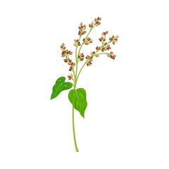 Buckwheat as Grain Crop or Cereal Specie and Cultivated Grass on Stalk with Inflorescences Vector Illustration
