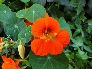Close up of orange nasturtium or tropaeolum majus flowers.