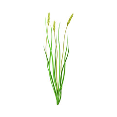 Grain Crop or Cereal Specie and Cultivated Grass on Stalk with Inflorescences Vector Illustration