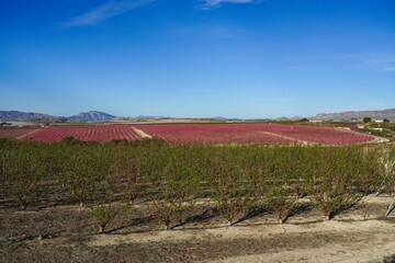 Peach blossom in Ascoy near Cieza in the Murcia region in Spain