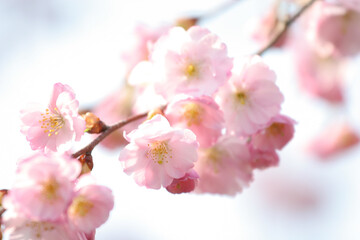 Blooming tree in spring with flowers. Cherry Blossom Photos