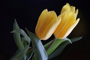 Obraz premium Yellow tulips on black background