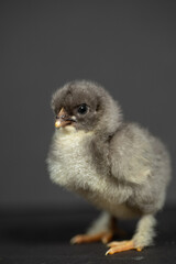 Single Maran chick portrait isolated on gray background