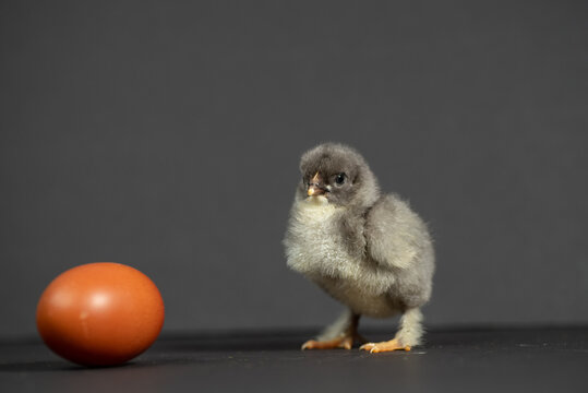 One Maran chicken with brown own breed egg on gray background