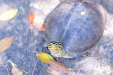 Close up a turtle walking on the ground