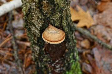 one brown mushroom on gray tree bark in autumn forest
