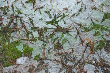 natural texture of gray ice on green moss and fallen brown needles in nature