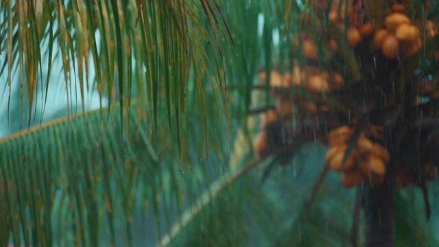 slow motion of rain falling on coconut tree or palm in rainforest at indonesia