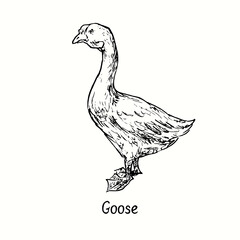 Goose standing side view. Ink black and white doodle drawing in woodcut outline style. Vector illustration