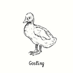 Gosling standing side view. Ink black and white doodle drawing in woodcut outline style. Vector illustration