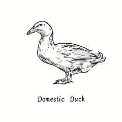 Domestic duck side view. Ink black and white doodle drawing in woodcut outline style. Vector illustration