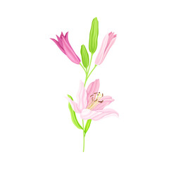 Blooming Lily Flower on Green Stem as Herbaceous Flowering Plant Vector Illustration