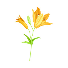 Large Yellow Lily Flower on Green Stalk as Herbaceous Flowering Plant Vector Illustration