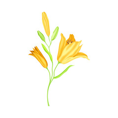 Fototapeta na wymiar Large Yellow Lily Flower on Green Stalk as Herbaceous Flowering Plant Vector Illustration