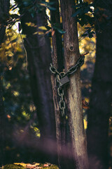 autumn in the forest