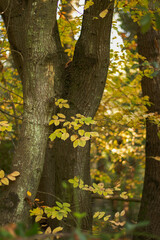 Fototapeta premium tree in autumn