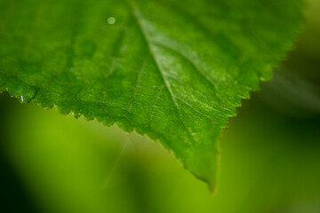 Green leaf and water drops. Abstract texture background.