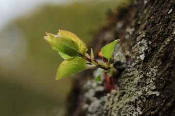 leaf on tree