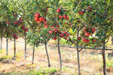 Red apples on a tree. Apple orchard.