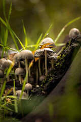 mushroom in the forest