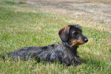 Teckel nain à poil dur, mignon petit chien