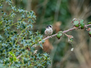 Long Tailed-tit Perched on Holly