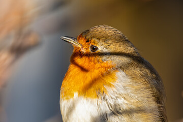 European Robin Perched in a Hedge