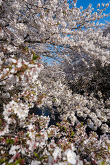 さくら満開_横浜