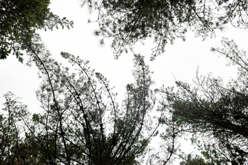 Silhouette tree branches in Pine Forest Plantation