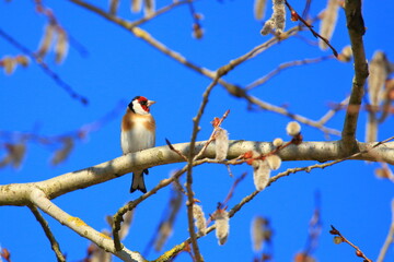 Bird (European goldfinch) on the branch in spring